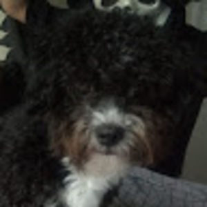 Meet your Posher, Brian